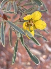 Senna artemisioides