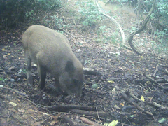 Sus scrofa leucomystax