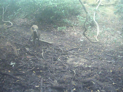 Sus scrofa leucomystax