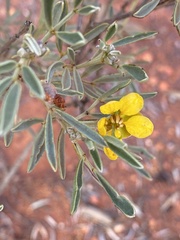 Senna artemisioides