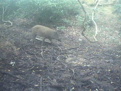 Sus scrofa leucomystax