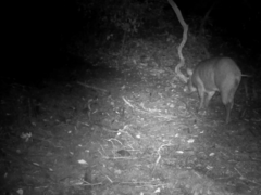 Sus scrofa leucomystax