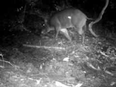 Sus scrofa leucomystax