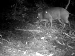 Sus scrofa leucomystax