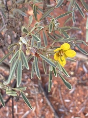 Senna artemisioides
