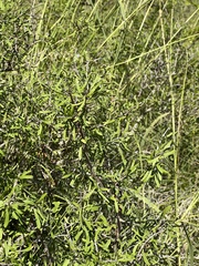 Forestiera angustifolia