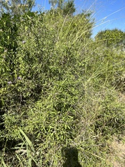 Forestiera angustifolia