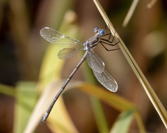 Archilestes californicus