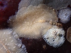 Pseudoceros canadensis