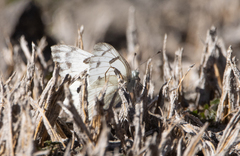 Pontia occidentalis