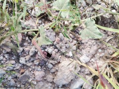 Aristolochia wrightii