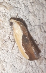 Ponometia exigua