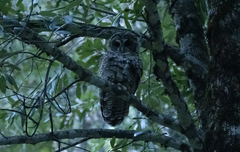 Strix occidentalis