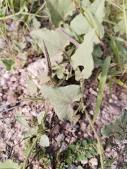 Aristolochia wrightii