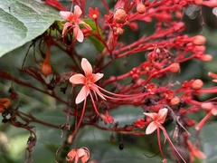 Clerodendrum japonicum