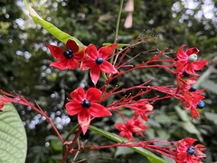 Clerodendrum japonicum