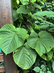 Clerodendrum japonicum
