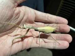 Stagmomantis