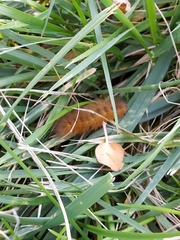 Phragmatobia fuliginosa