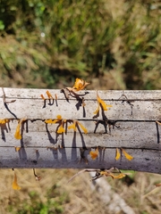 Dacrymyces spathularia