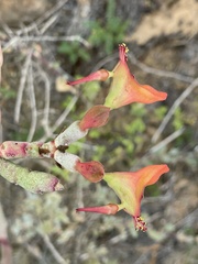 Euphorbia lomelii