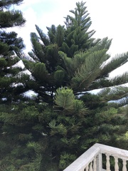 Araucariaceae