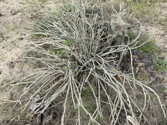 Euphorbia lomelii