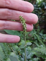 Achyranthes