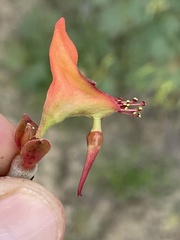 Euphorbia lomelii