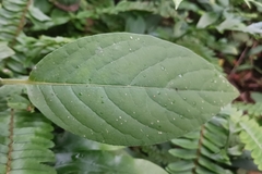 Achyranthes