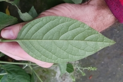 Achyranthes
