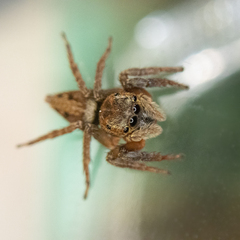 Hasarius adansoni