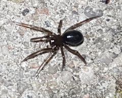 Enoplognatha thoracica