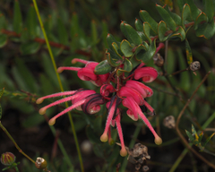 Grevillea baueri