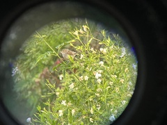 Prinia gracilis