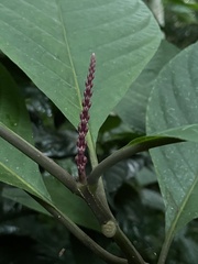 Phlogacanthus curviflorus