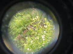 Prinia gracilis