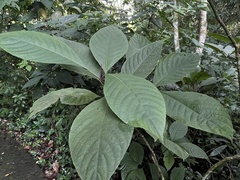 Phlogacanthus curviflorus