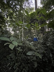 Phlogacanthus curviflorus