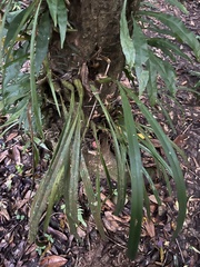 Coelogyne viscosa