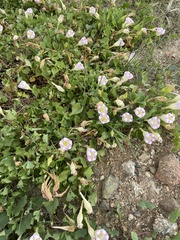 Ipomoea jicama