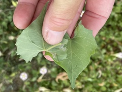 Ipomoea jicama