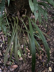 Coelogyne viscosa