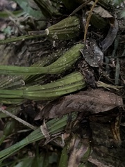 Coelogyne viscosa