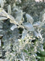 Atriplex lentiformis