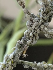 Brevicoryne brassicae