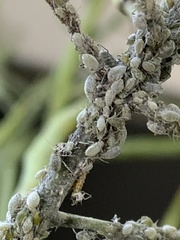 Brevicoryne brassicae