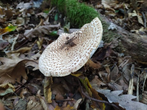 bedlička ostrošupinatá (Echinoderma asperum)