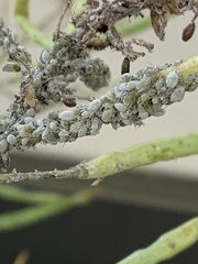 Brevicoryne brassicae