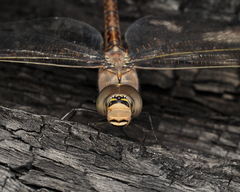Anax papuensis